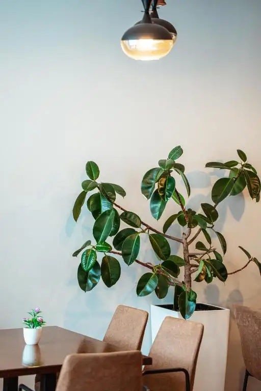 img_id_559295.webp