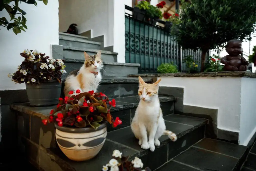 img_id_608949.webp