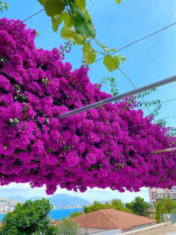 img_id_982791.webp