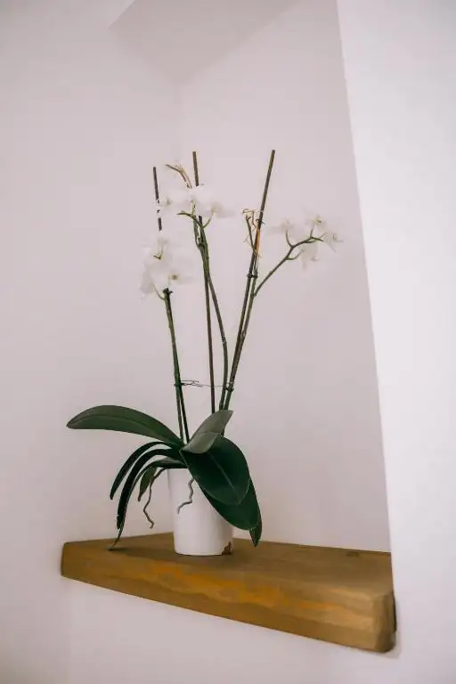 img_id_549374.webp