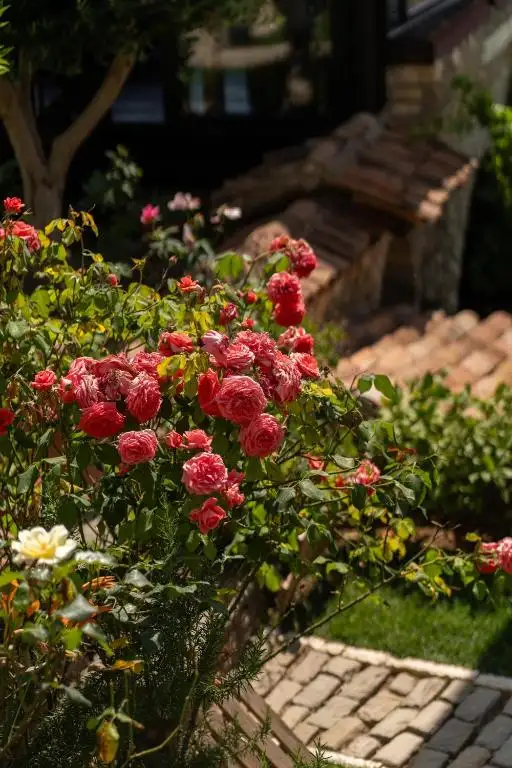 img_id_557345.webp