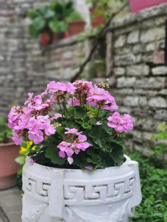 img_id_557739.webp