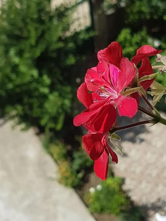 img_id_558755.webp