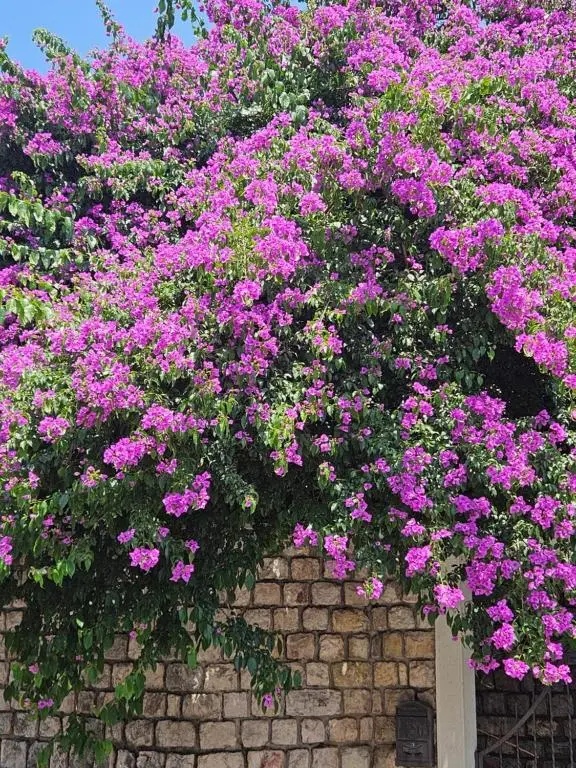 img_id_2457232.webp