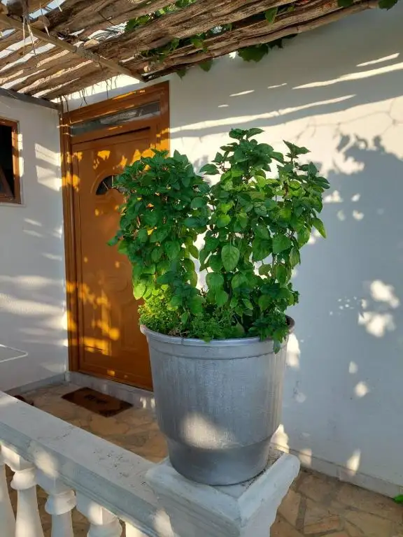 img_id_575848.webp