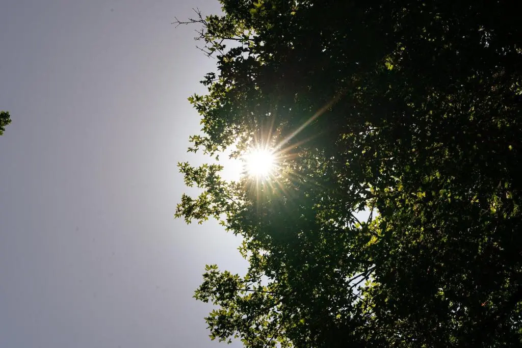 img_id_2455649.webp