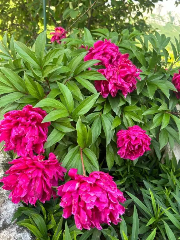 img_id_2455417.webp