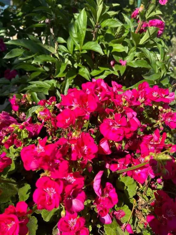 img_id_2455418.webp