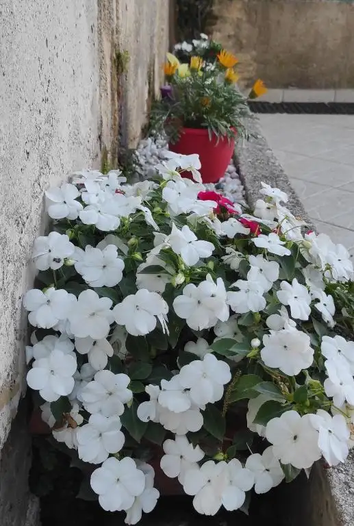 img_id_587066.webp