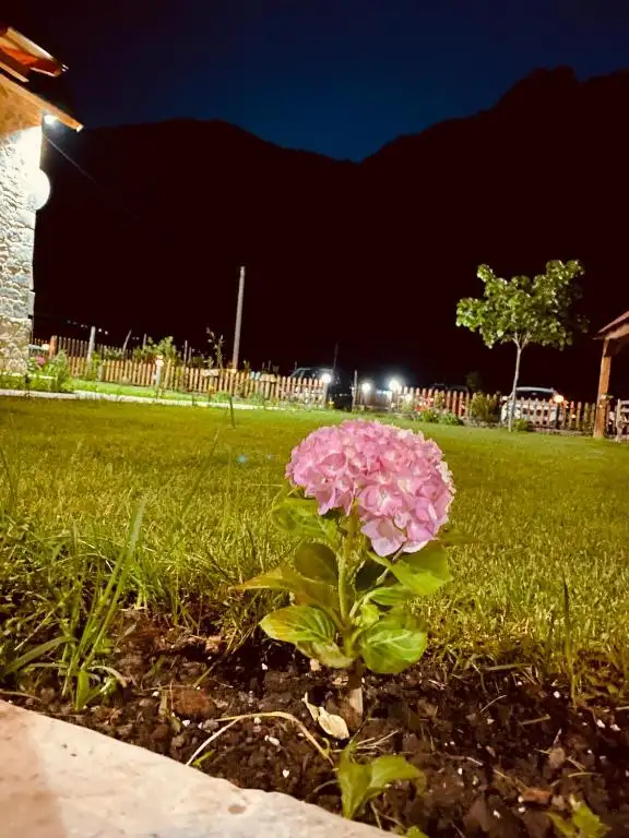 img_id_589955.webp