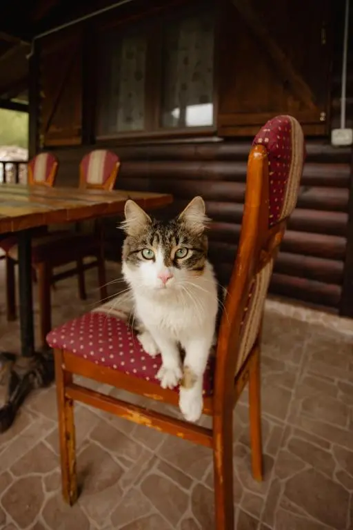 img_id_1000364.webp