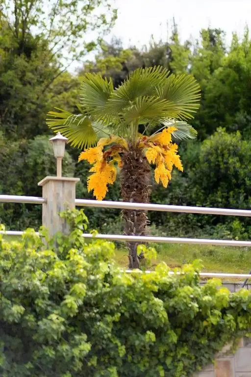 img_id_2452369.webp