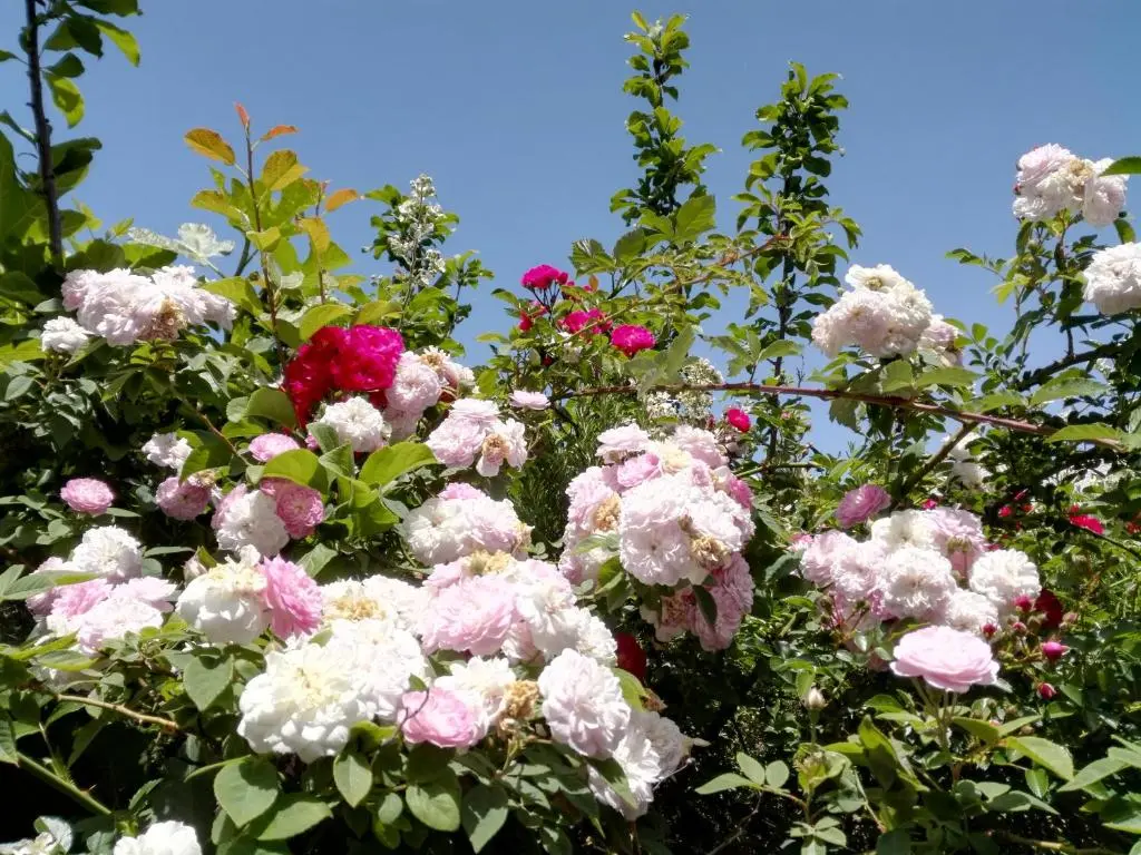 img_id_1649481.webp