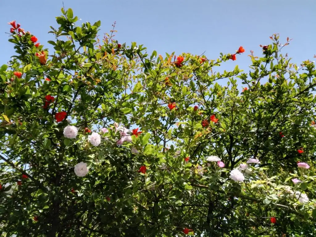 img_id_1649491.webp