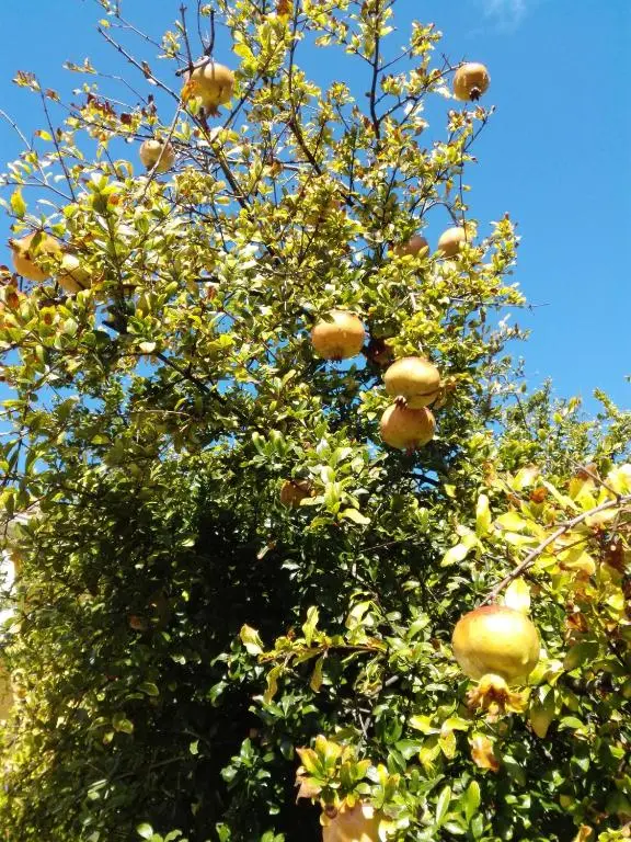 img_id_1649526.webp