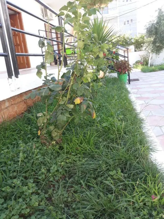 img_id_1657602.webp