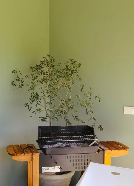 img_id_2446539.webp