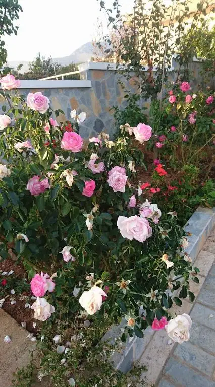 img_id_597446.webp