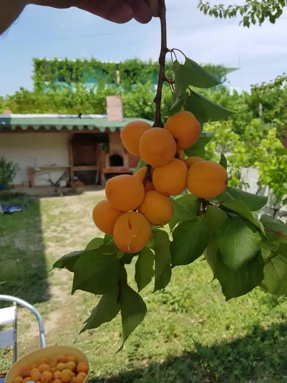 img_id_547908.webp