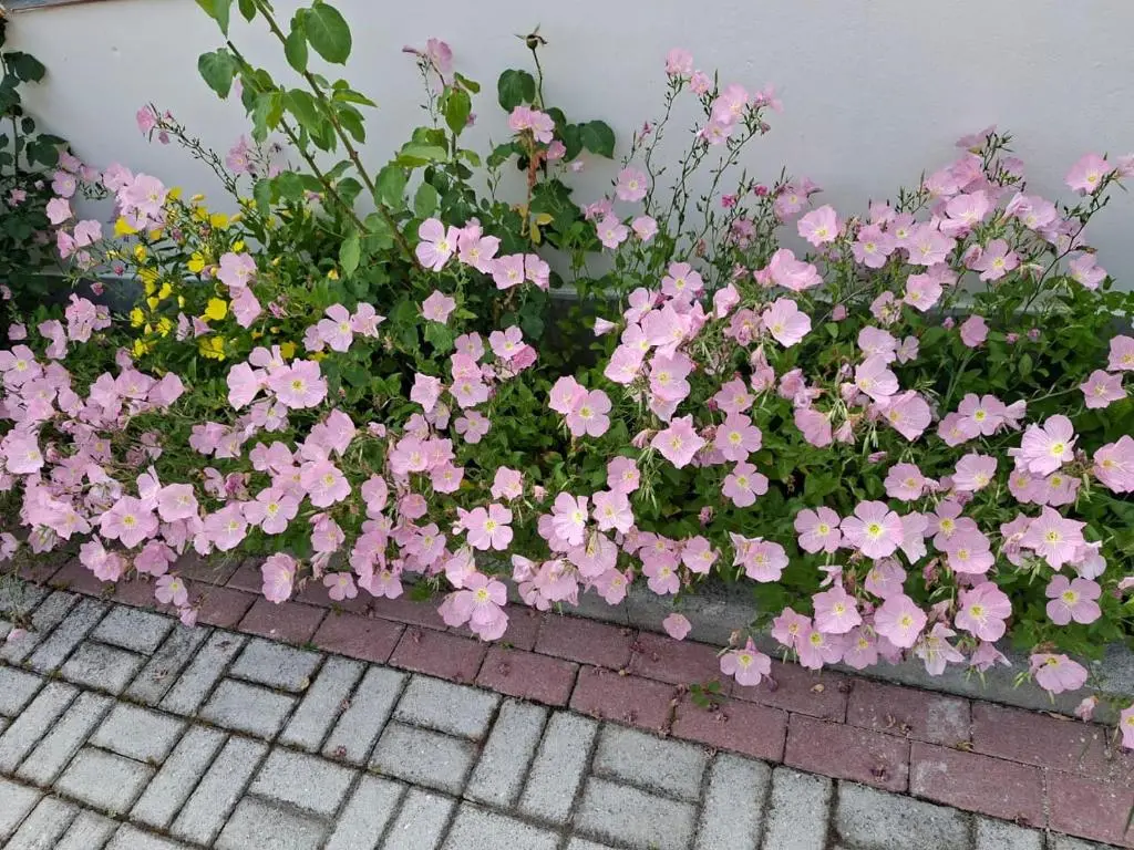 img_id_920880.webp