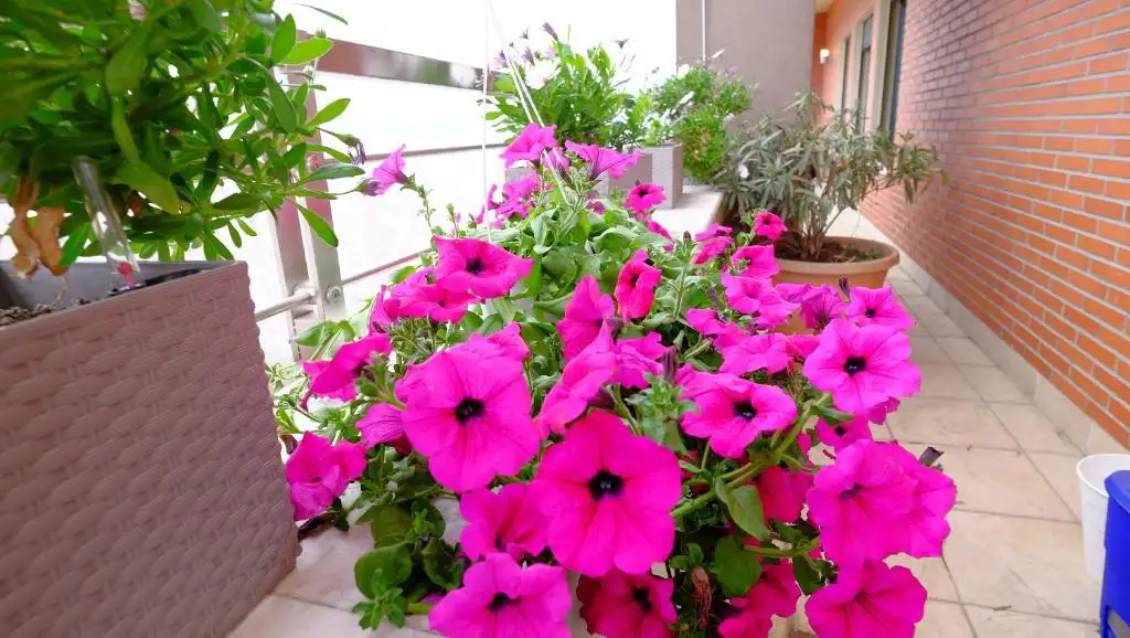 img_id_563700.webp