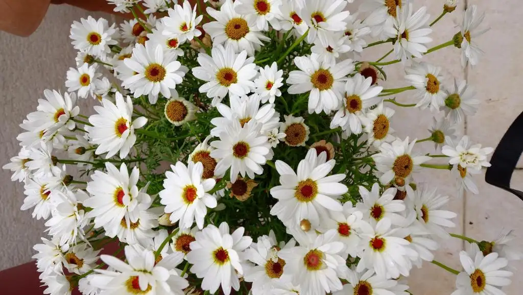 img_id_563768.webp