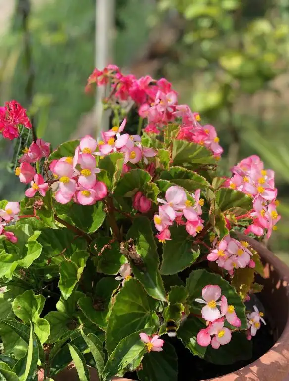 img_id_569274.webp