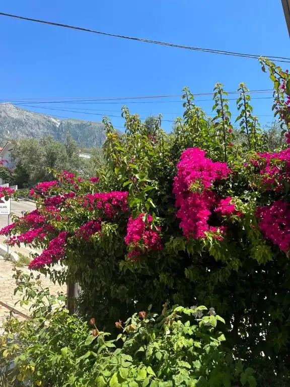 img_id_579540.webp