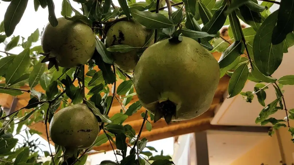 img_id_593210.webp