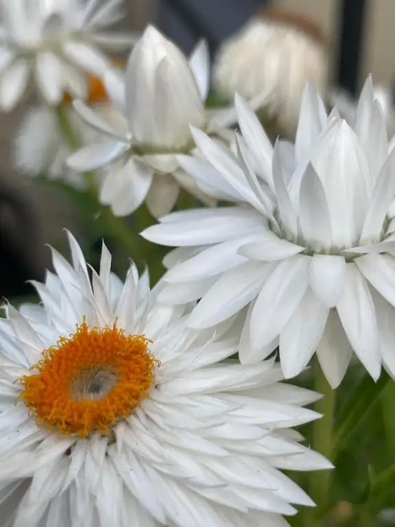img_id_603334.webp
