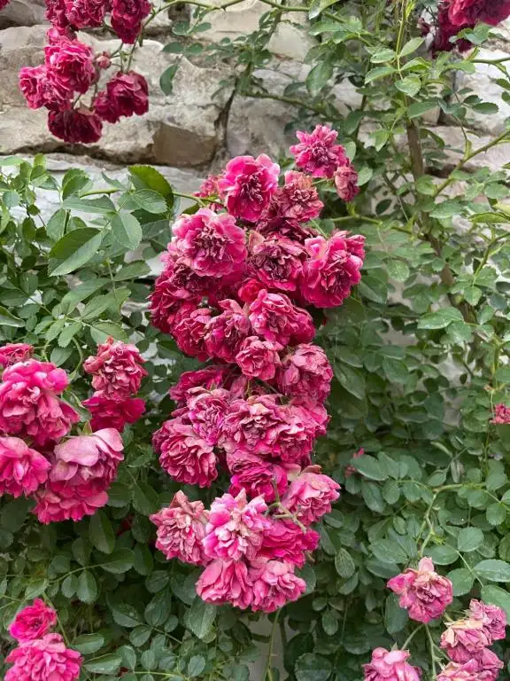 img_id_603343.webp