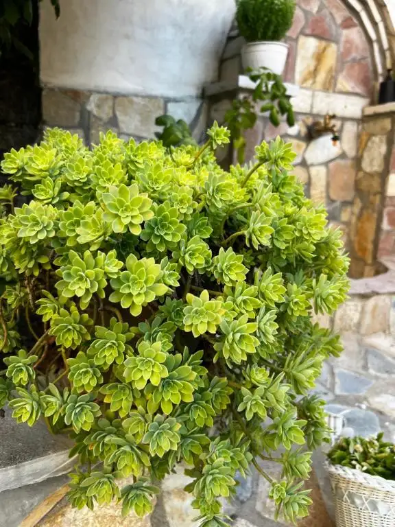 img_id_603344.webp
