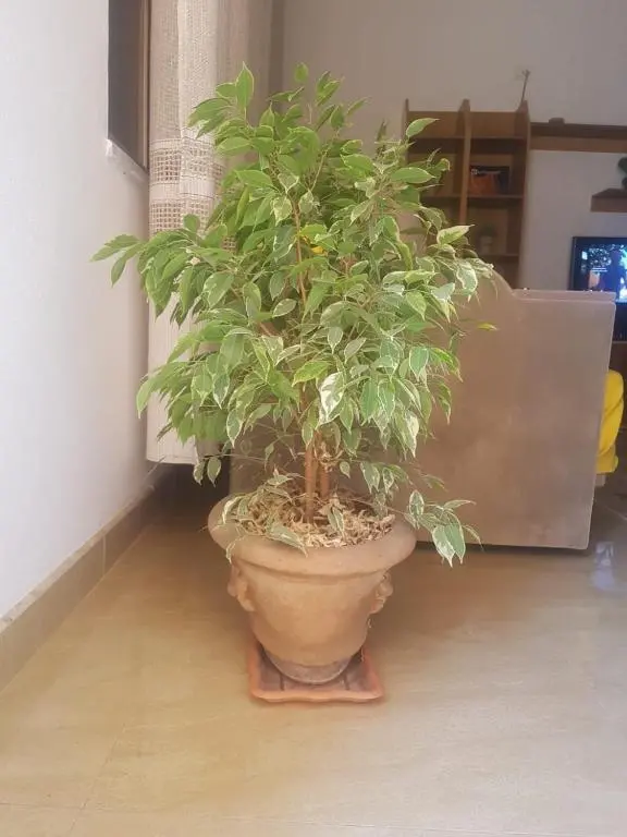 img_id_919403.webp