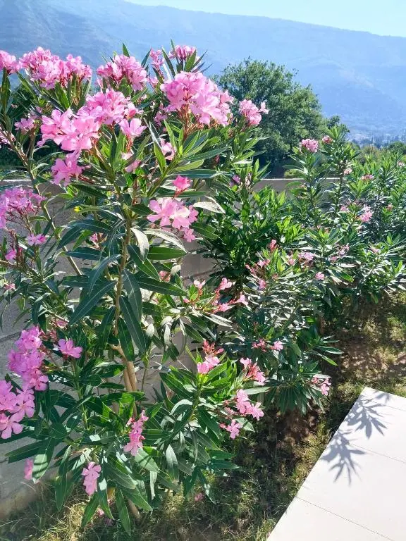 img_id_2435793.webp