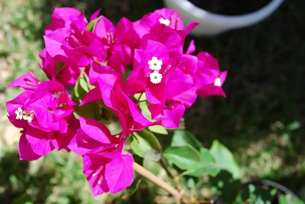 img_id_616072.webp