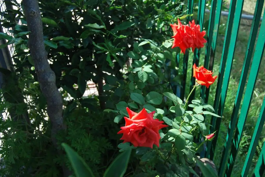 img_id_617132.webp