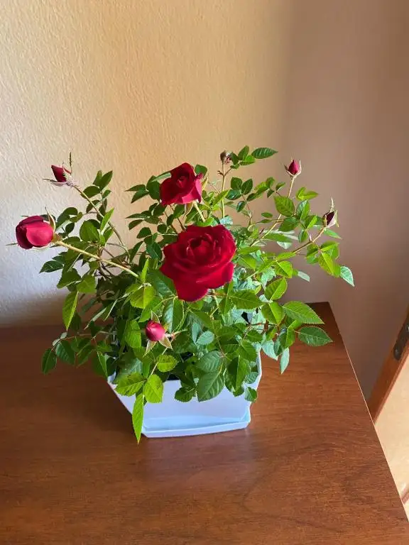img_id_614700.webp