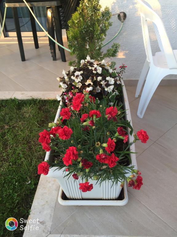 img_id_978006.jpg