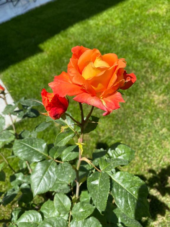 img_id_1064325.jpg