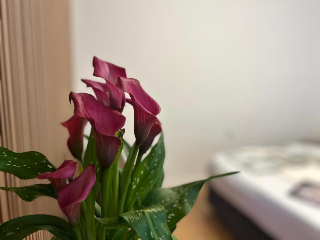 img_id_1161973.jpg