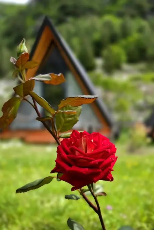 img_id_1712462.webp