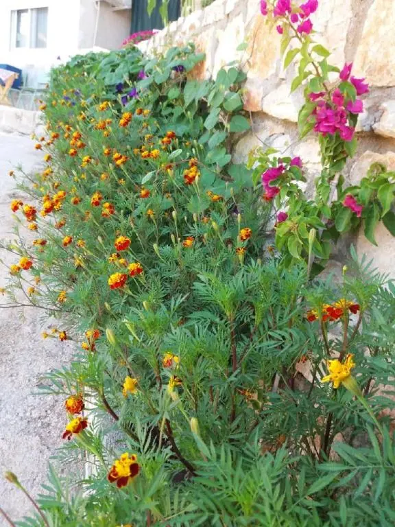 img_id_914511.webp