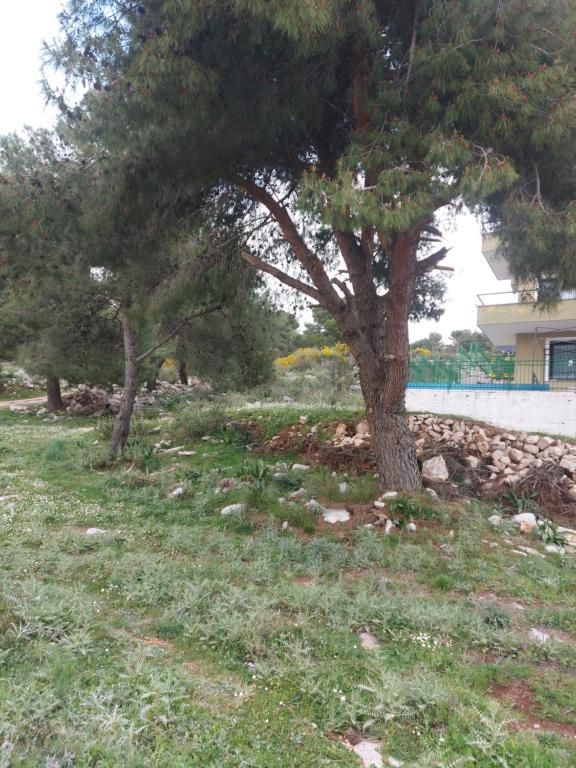 img_id_914063.jpg