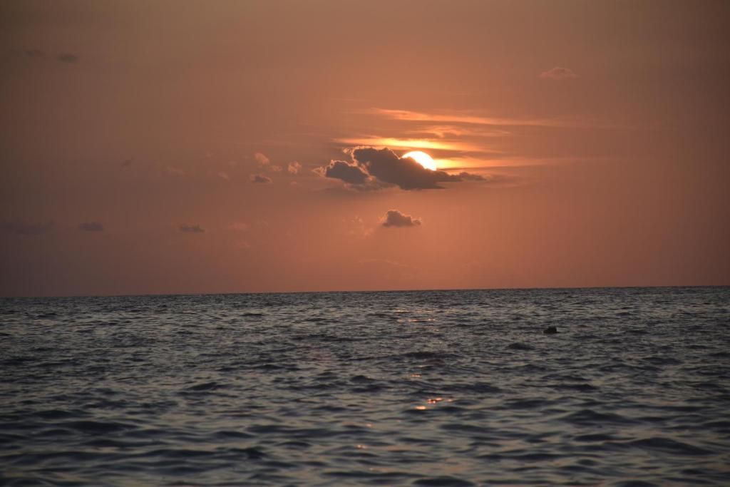 img_id_982888.jpg
