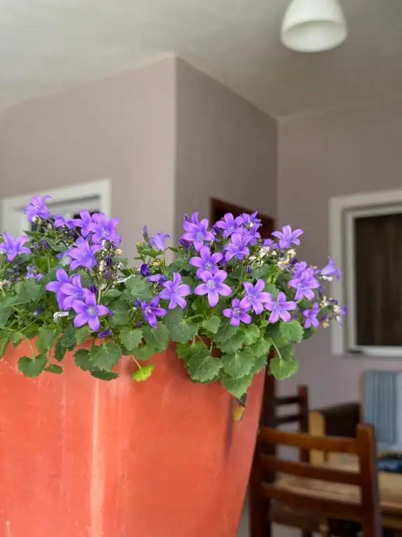 img_id_704560.webp