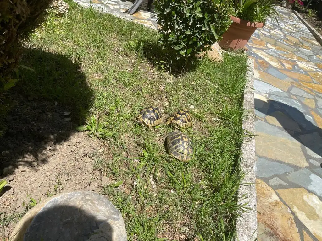img_id_611254.webp