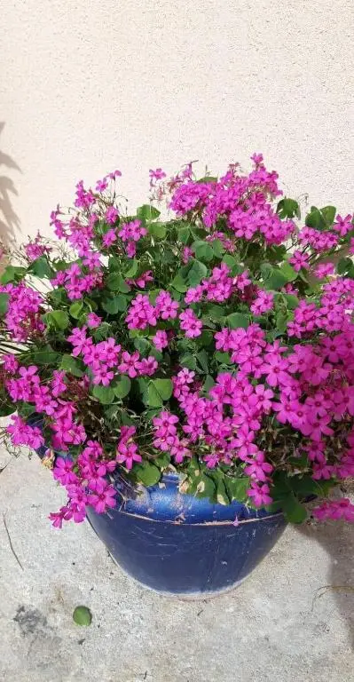 img_id_963671.webp