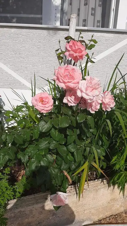 img_id_605435.webp