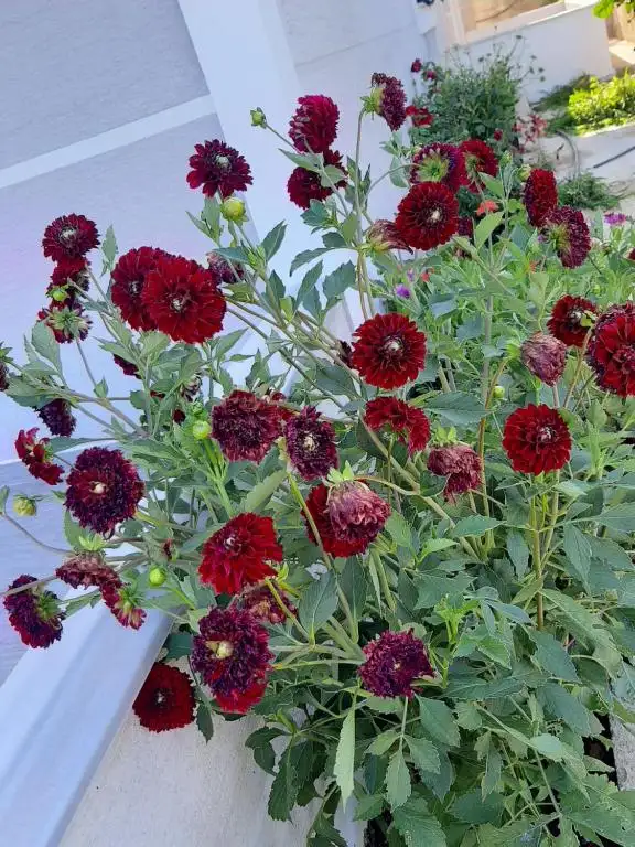 img_id_605441.webp