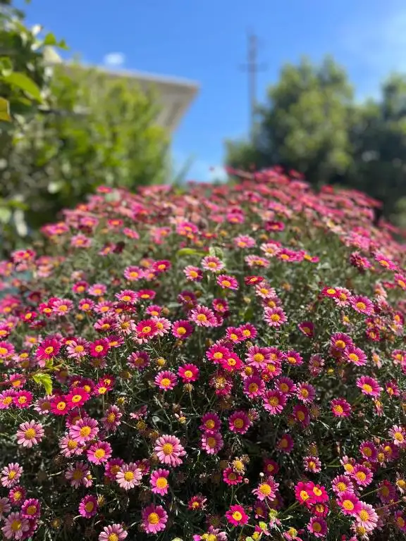 img_id_605586.webp
